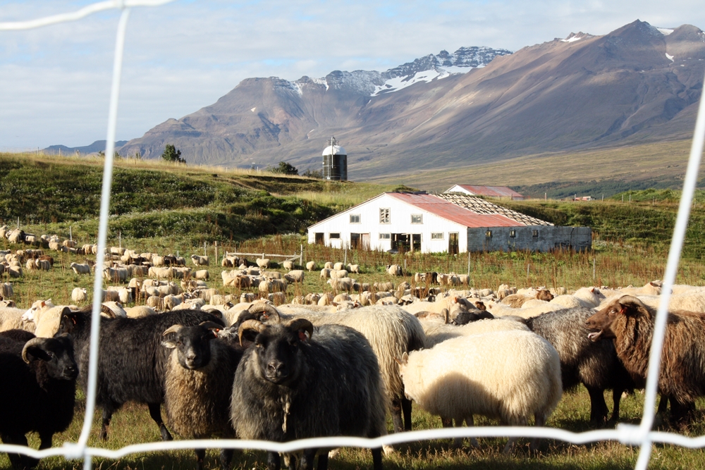 Réttir að hefjast. Mynd/MÞÞ