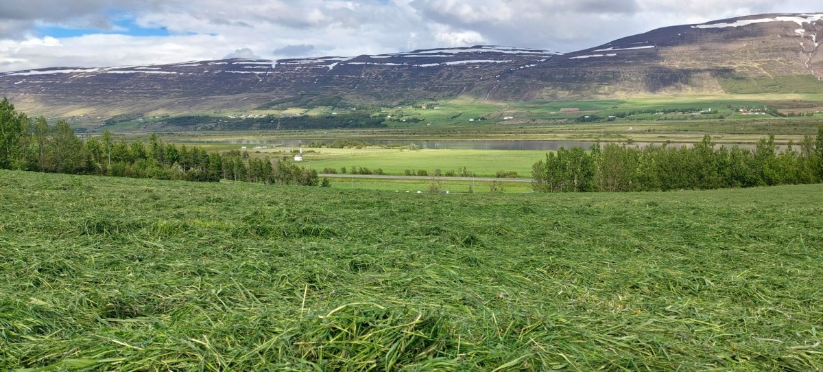 Nokkrir bændur hafa slegið eina og eina spildu, en heyskapur í Eyjafirði er almennt um hálfum mánuði…