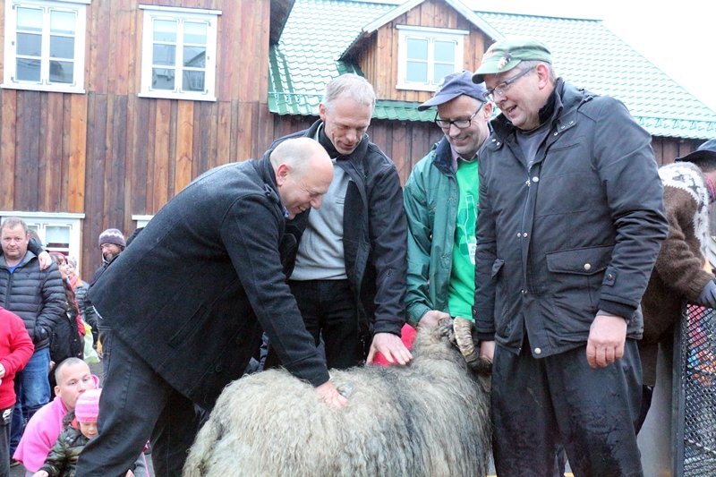 Það er hverjum fjáreiganda heilög stund þegar hrútur hans er þuklaður. Aðalsteinn lengst til hægri. …