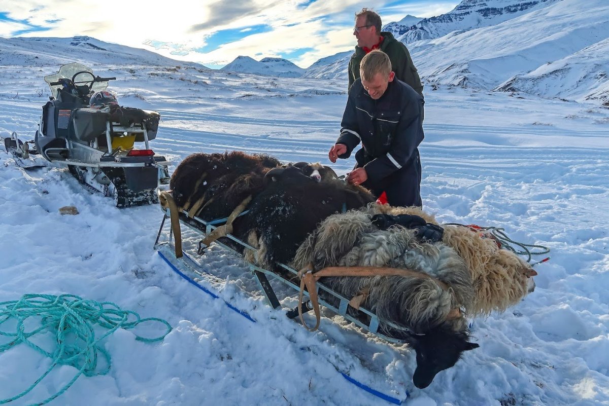 Baldur fann yfir 20 eftirlegukindur á Glerárdal í fyrravetur og segir fátt betra en þeysast um fjöll…