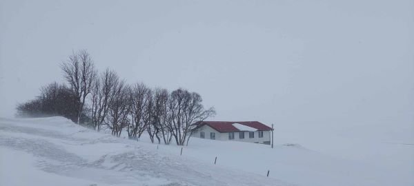 Svell hafa legið yfir túnum í Svarfaðardal í meira en 100 daga gerir að verkum að auknar líkur eru á…