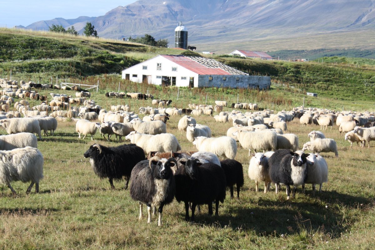 Meðalvigtin sem af er sláturtíð hjá Kjarnafæði Norðlenska á Húsavík er aðeins lægri en var á sama tí…