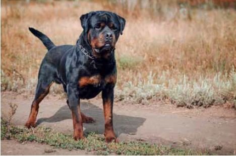Hundurinn sem réðst að konunni í Naustahverfi var af gerðinni Rottweiler. Þessi hundur tengist árási…
