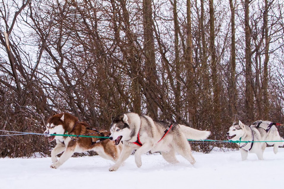 Icehusky - úrslit - | Vikublaðið